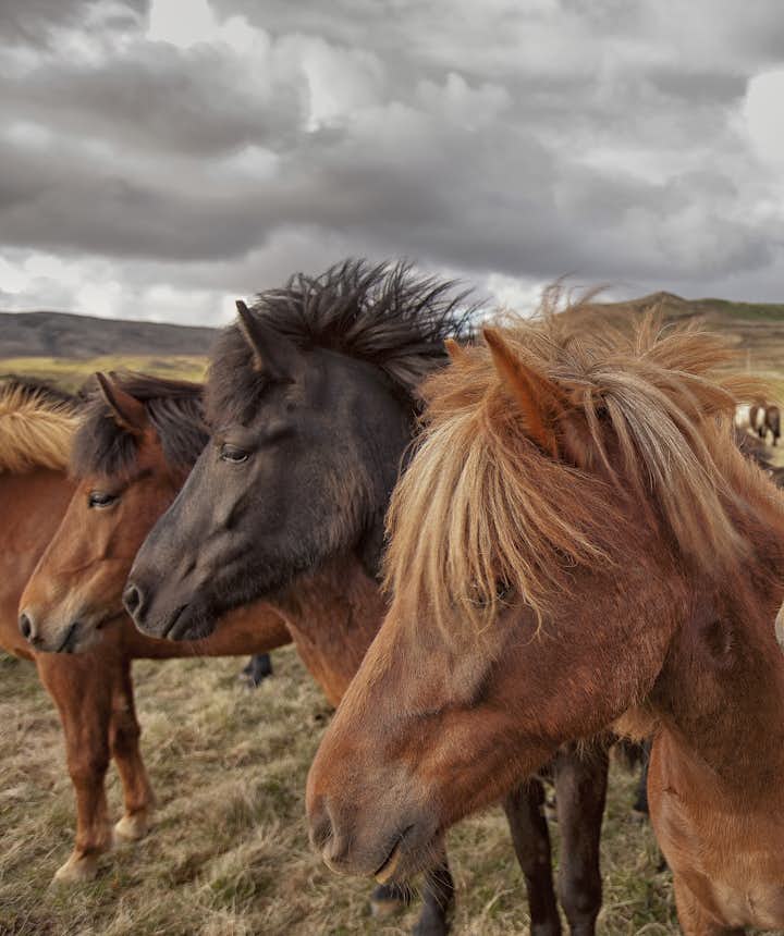 Es gibt mehr Pferde als Menschen im Bezirk Skagafjörður.