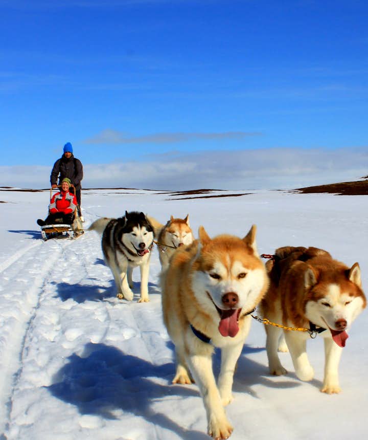 Катание на собачьих упряжках — один из самых захватывающих и уникальных видов спорта, доступных в Исландии.