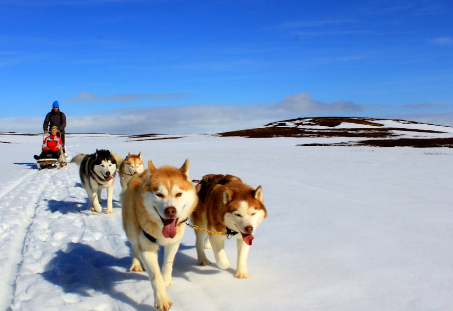 Los trineos tirados por perros son una de las experiencias más emocionantes y únicas disponibles en Islandia.