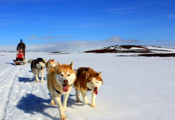 siberian-husky-tour-dog-sledding-in-the-myvatn-area-0.jpg
