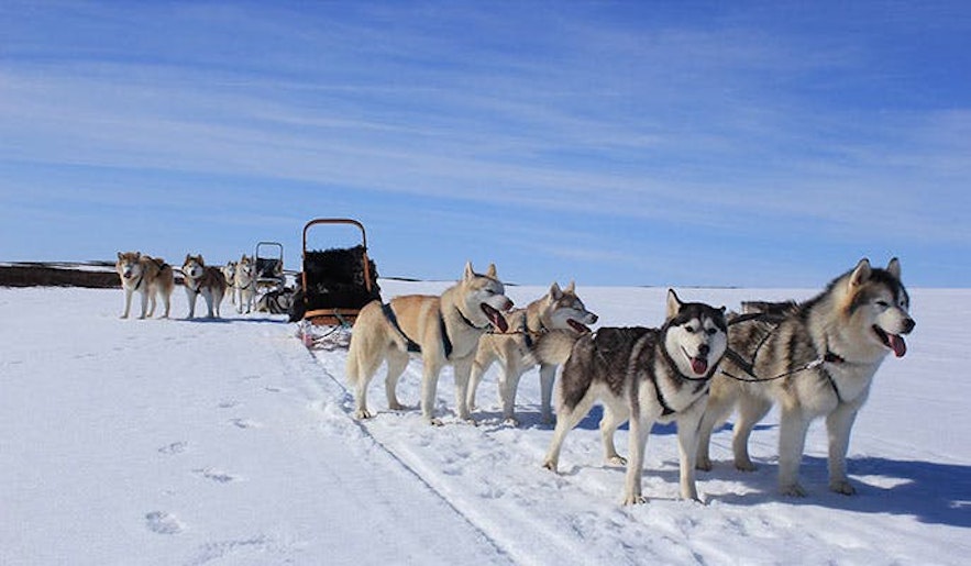 冰岛的十二月雪橇犬