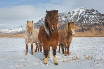Islandshester i sine raggete vinterfrakker, i snødekte jordbruksland på Nord-Island.