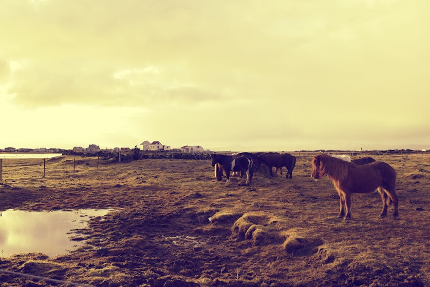 Horses at sunset in Eyrabakki- who could eat these beauties?!