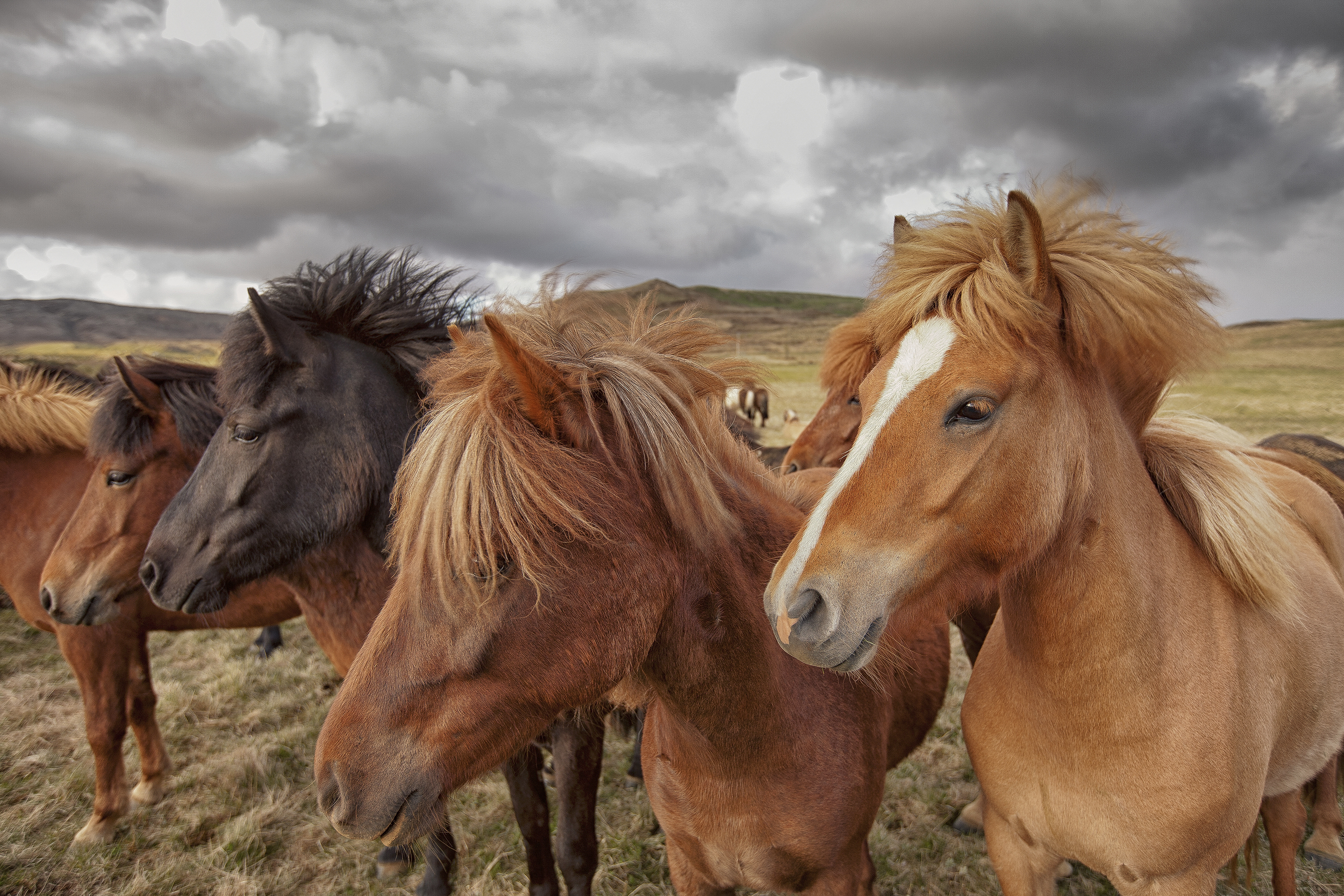 If an Icelandic horse ever leaves the country, they are forbidden to return in order to keep the breed wholesome and isolated.