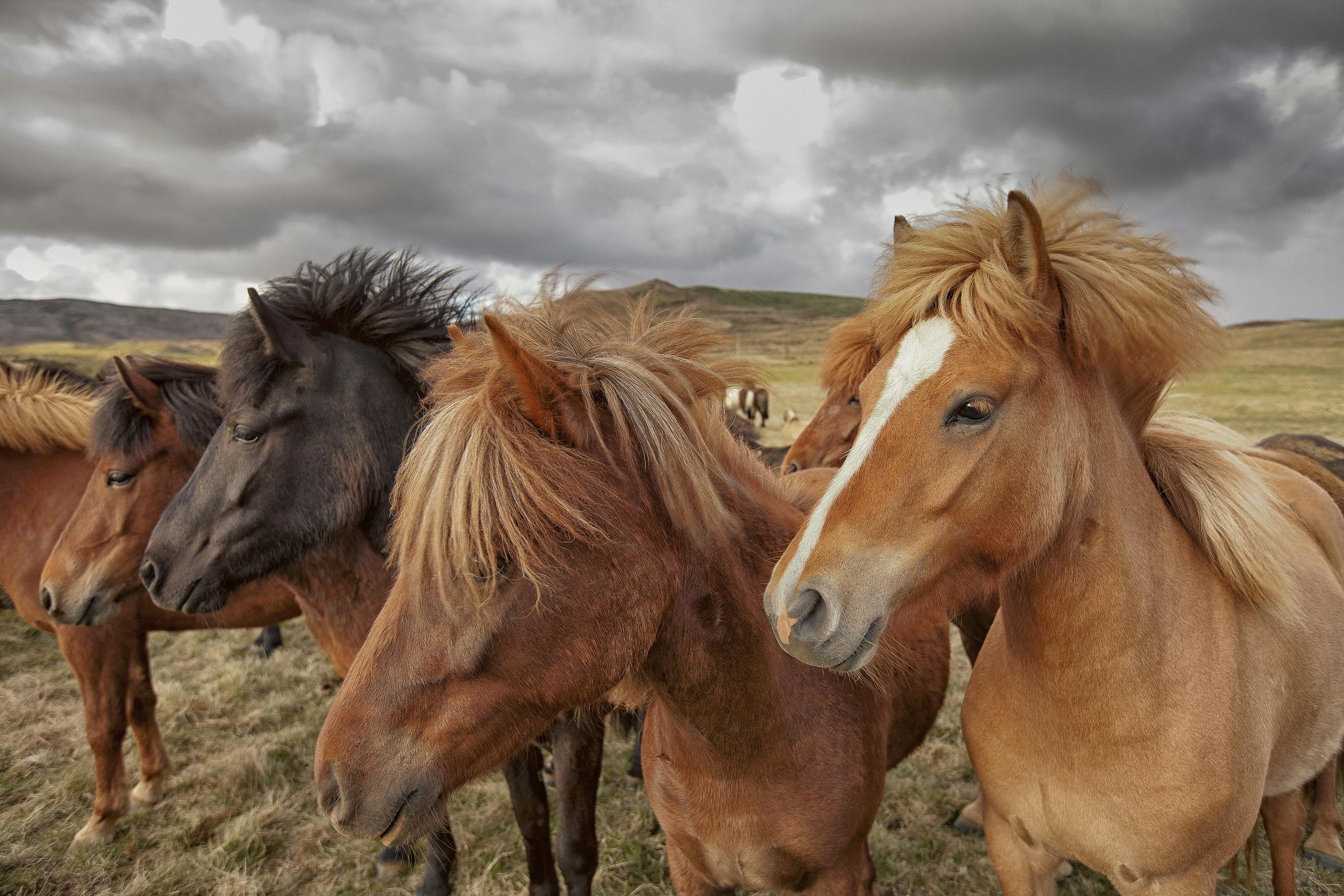 Jeśli koń islandzki kiedykolwiek opuści kraj, nie wolno mu wracać, aby utrzymać rasę zdrową i odizolowaną.