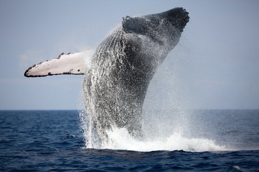 วาฬหลังค่อมกระโดดขึ้นเหนือผิวน้ำ