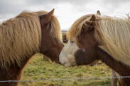 Meet Iceland’s Famous Four-Legged Resident: The Icelandic Horse