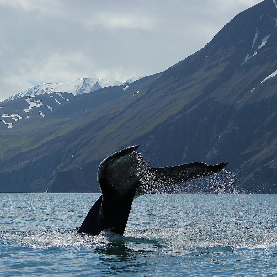 冰島胡薩維克 Husavik 觀鯨，鯨魚尾巴