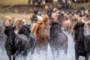 Ethics for Exciting Icelandic Horses Interaction