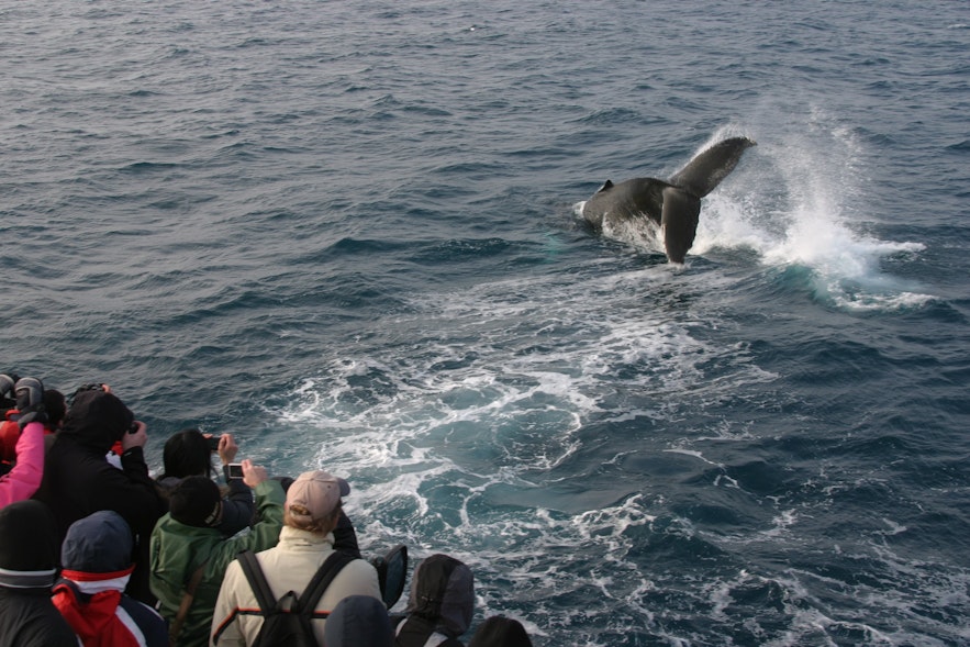 Усатых китов нечасто встретишь зимой.