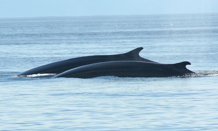 วาฬมิงค์สองตัว ซึ่งปกติจะเจอวาฬชนิดนี้อยู่ตามลำพังเท่านั้น ภาพนี้ถ่ายที่อ่าวฟาซาโฟลอิ