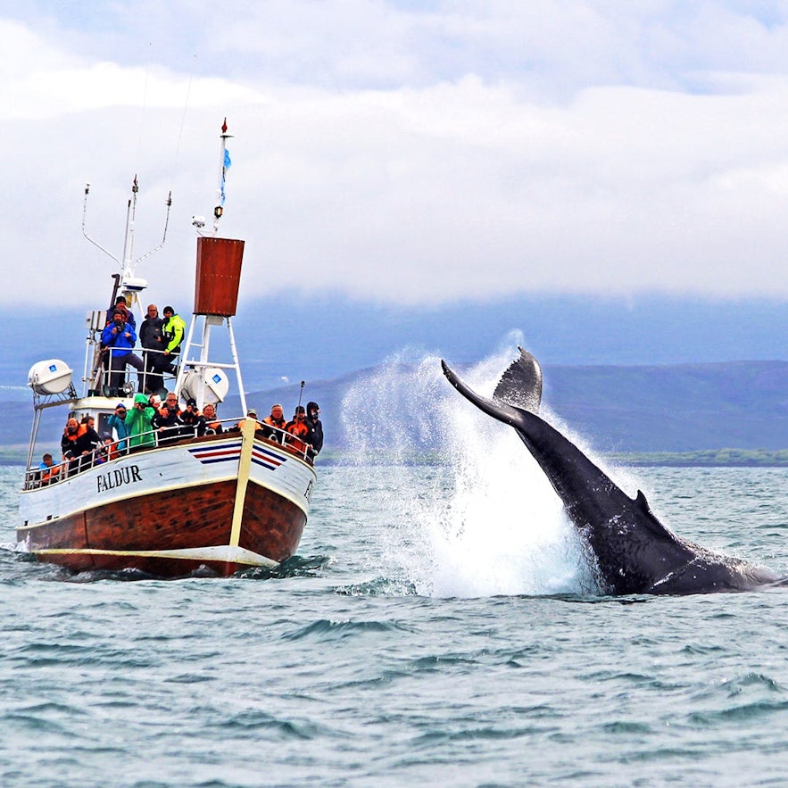 A humpback whale off of Húsavík.