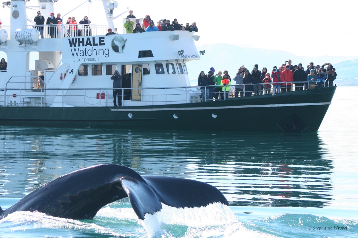 Scenic 3 Hour Whale Watching Boat Tour with Free WiFi & T...