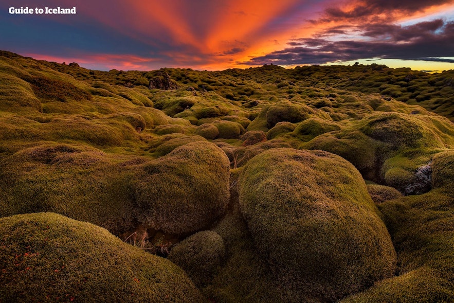 이끼에 덮인 아이슬란드의 화산암 지대
