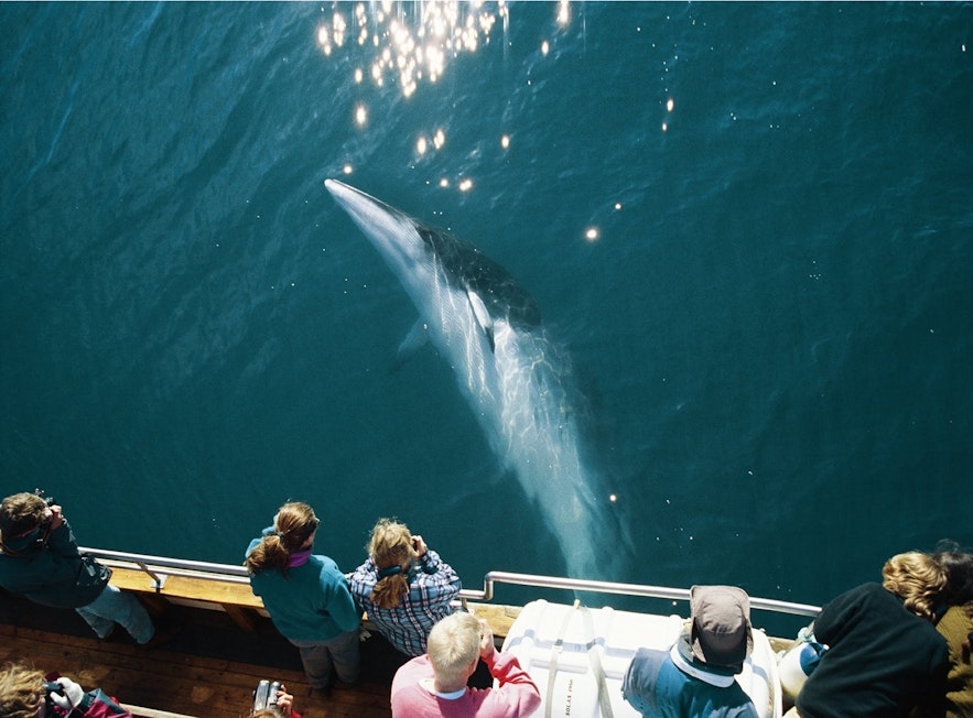 A Minke Whale passes below the hull of a whale watching boat.