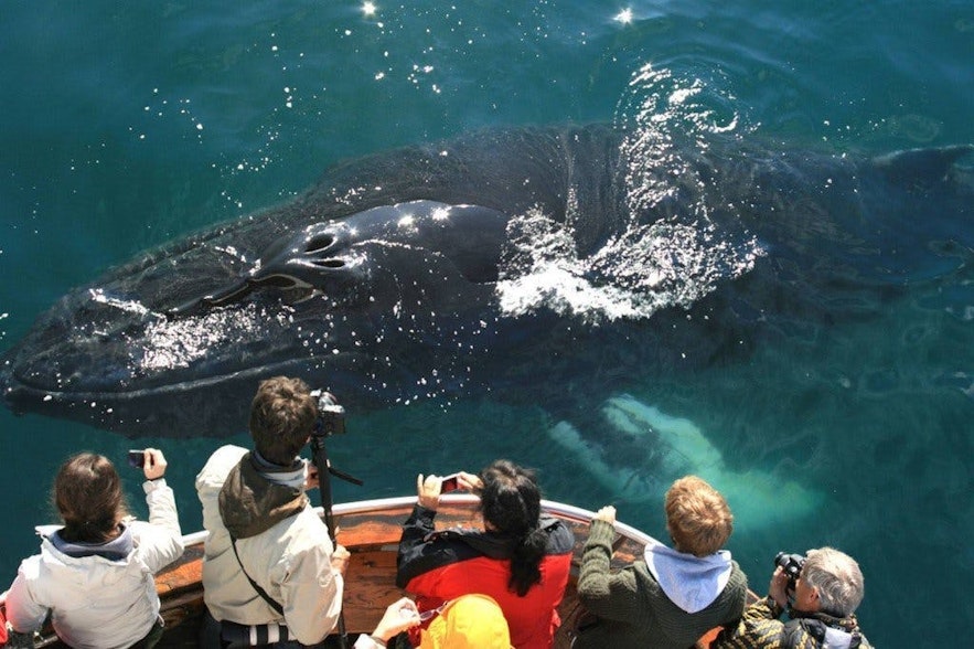 Humpback Whales have never been hunted in Iceland and are thus unafraid of boats; Minkes show much more caution.