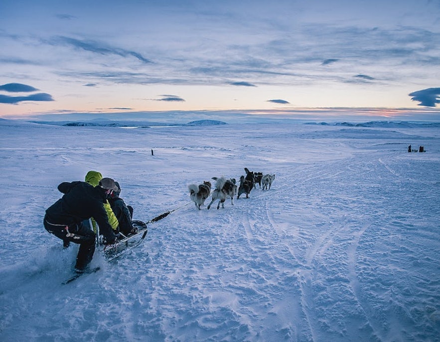 冰岛雪橇犬