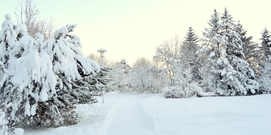 大雪覆盖的雷克雅未克植物园