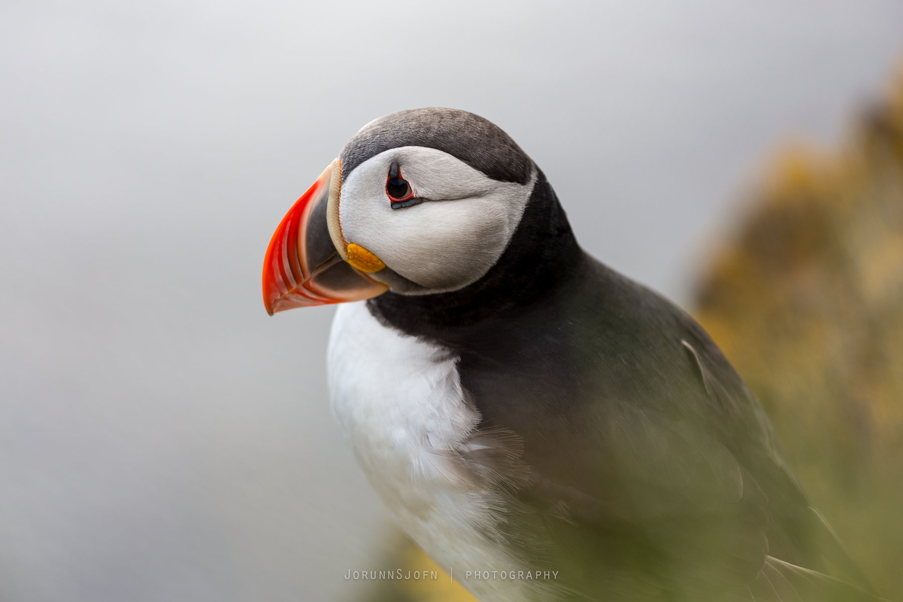 The Secret of This Puffin's Big Beak