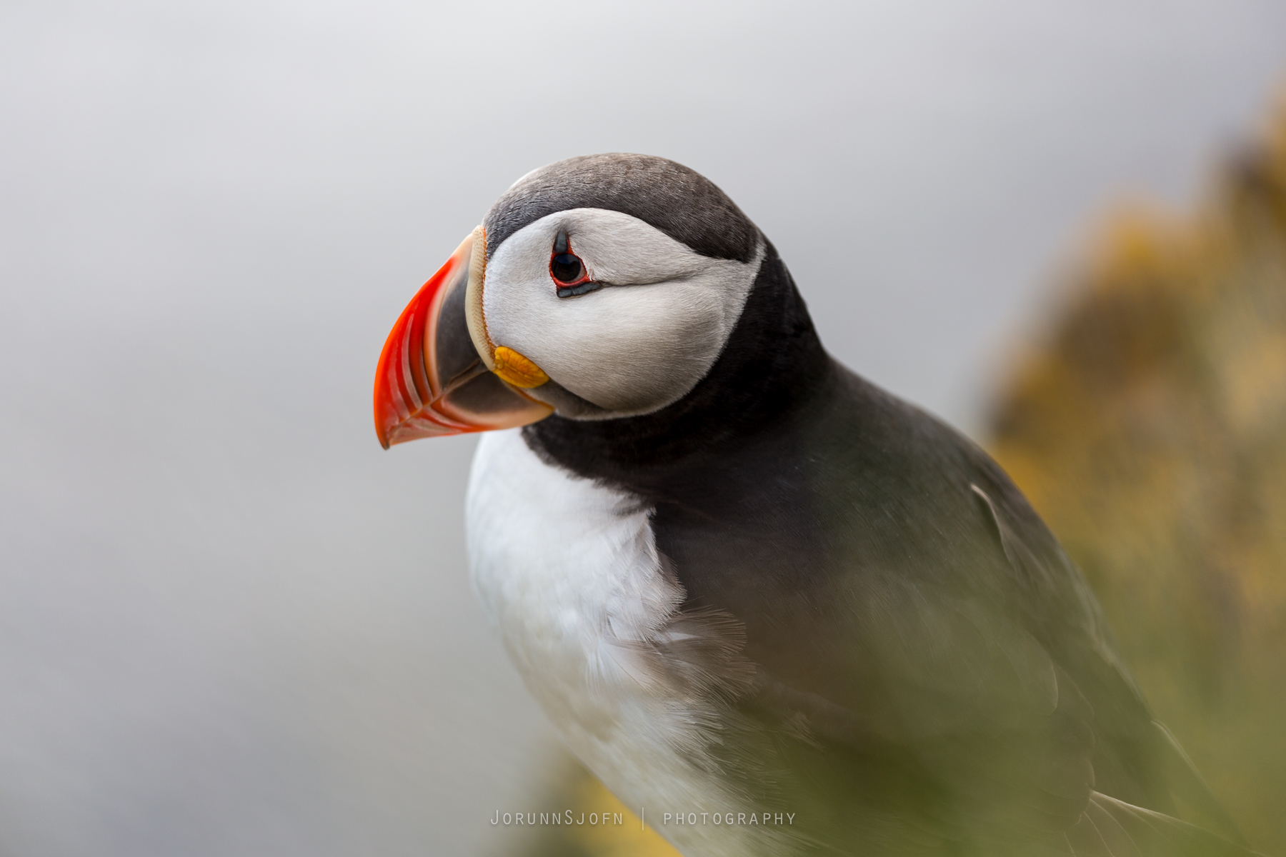 Puffins in Iceland - All You Need to Know About