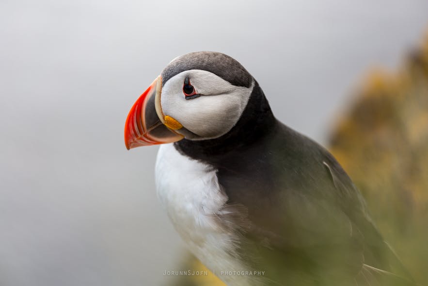 puffins-in-iceland-1