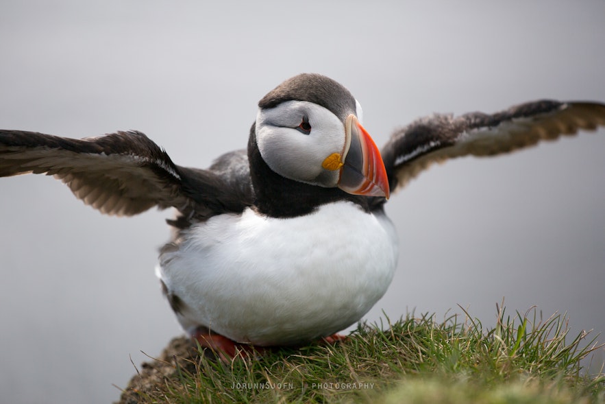 The Secret of This Puffin's Big Beak