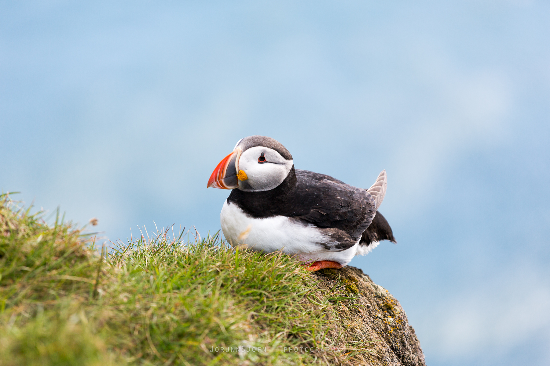 Puffins In Iceland Guide To Iceland   442b1677 Jpg