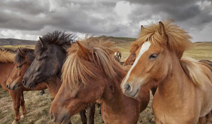 友好的冰岛马是冰岛最吸引人的部分之一。