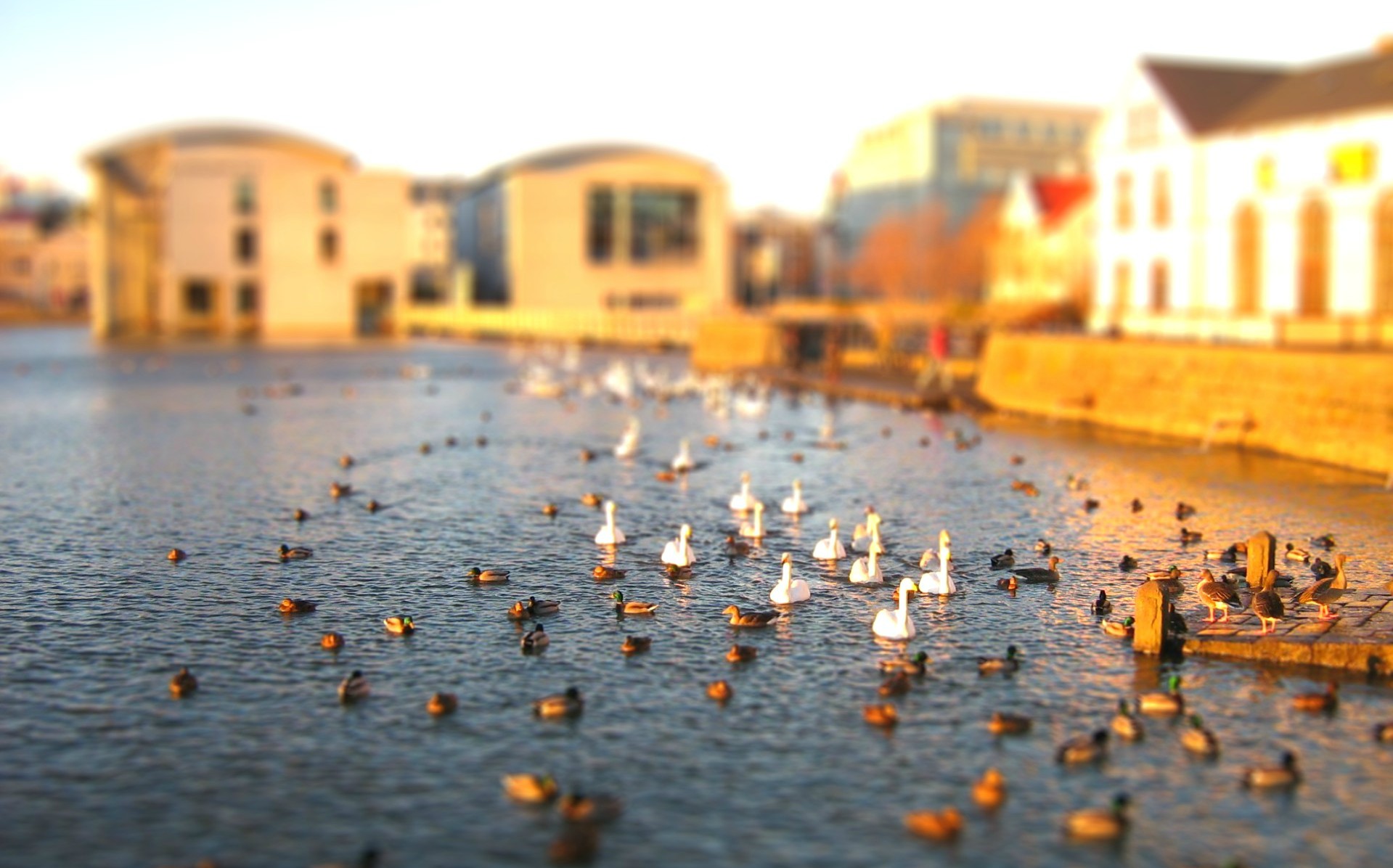 A Complete Guide To Reykjavik's Pond Tjornin