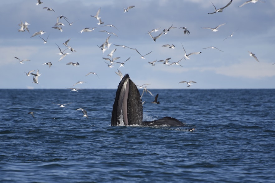 Горбатый кит во время кормления.