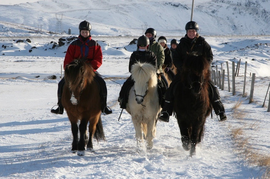 在雪地里骑冰岛马