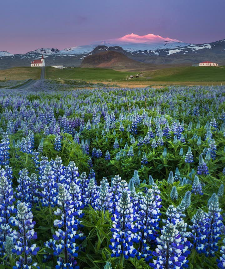 Latem Islandia pełna jest kwitnących łubinów