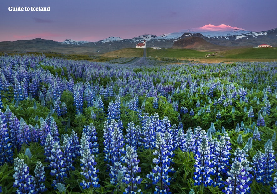 Latem Islandia pełna jest kwitnących łubinów