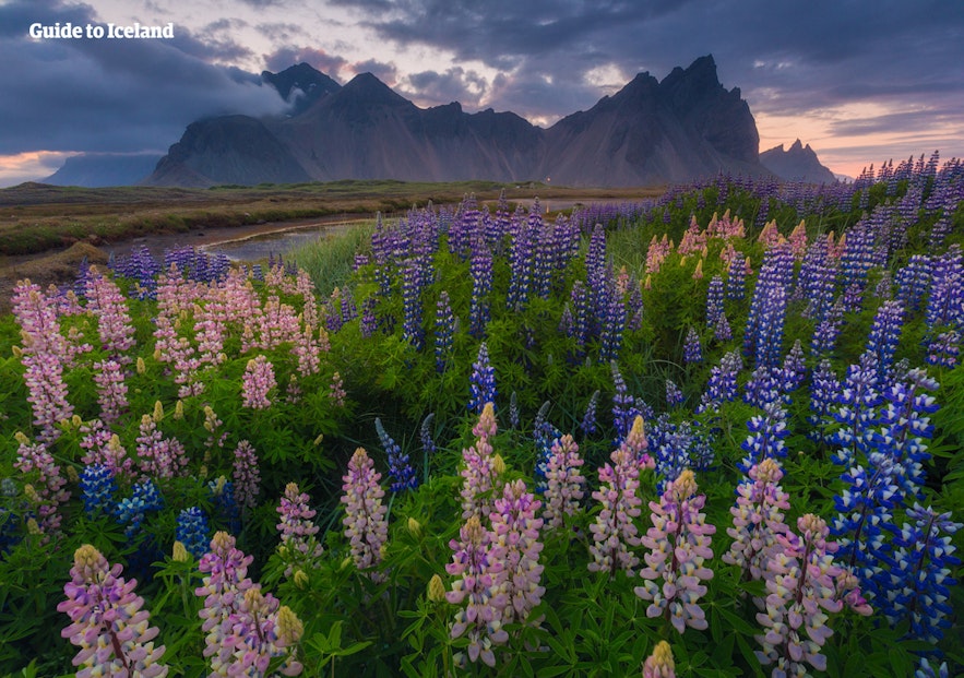 Lupin flowers in front of Vesturhorn; lupins are a non-native species to Iceland which has prospered over the last decade.