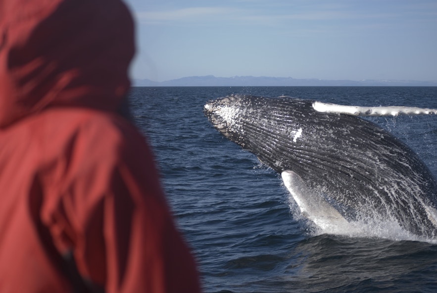 アイスランド近海には20種類以上のクジラやイルカが生息している