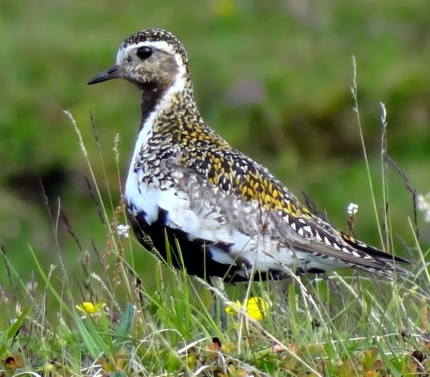 Un bel oiseau en avril en Islande