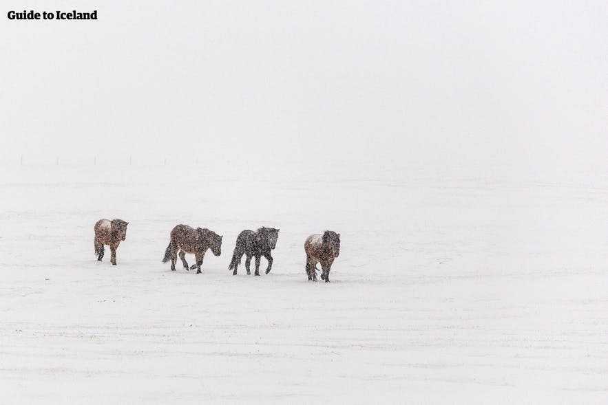 Island-Pferde im Schneesturm