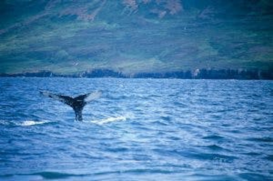 whale watching iceland