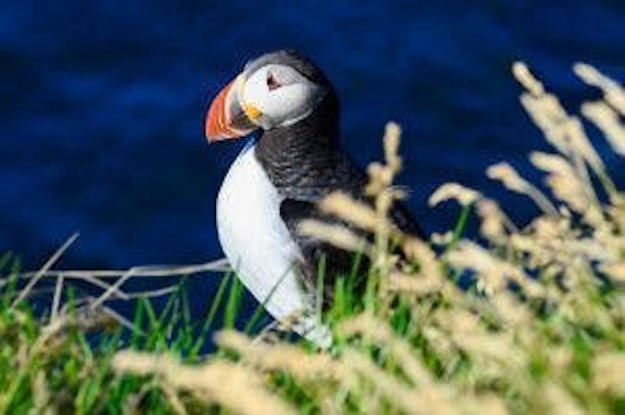 puffin watching iceland