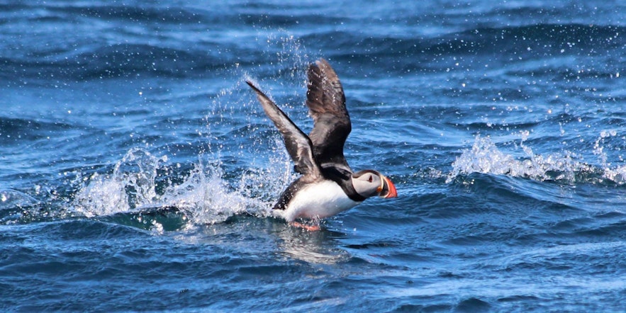Puffins have to clumsily run over the surface of the water to gain flight