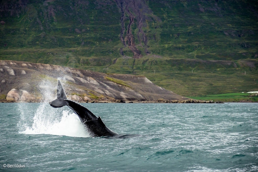 En pukkelhval, der slår med halen i en grønklædt fjord