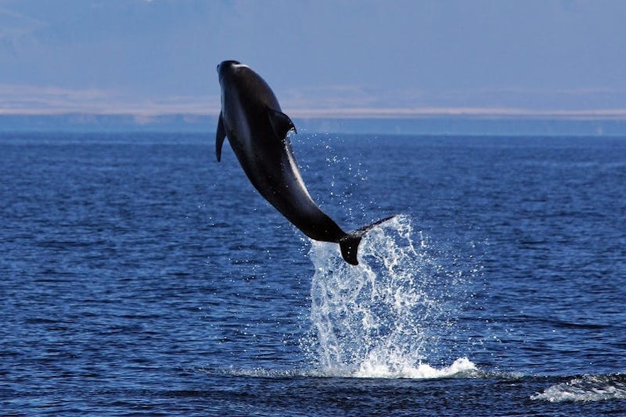 En hvidnæset delfin slår kraftspring
