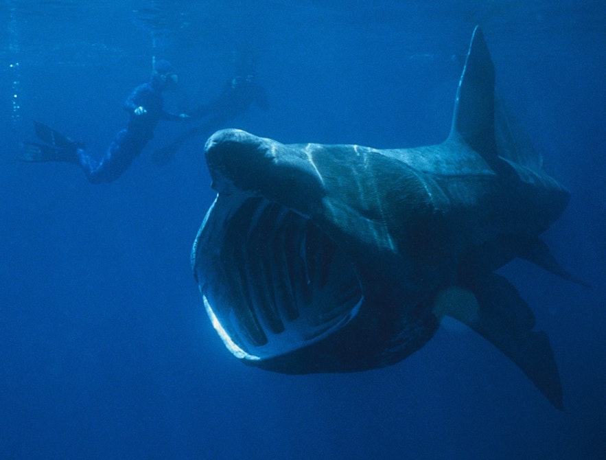 돌묵 상어는 크기가 거대하지만 플랑크톤만 섭취합니다.