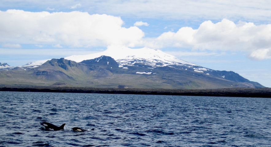 Orcas in front of Snæfellsjökull Glacier