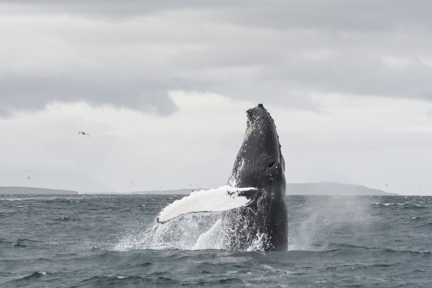 Une baleine à bosse en train de sauter