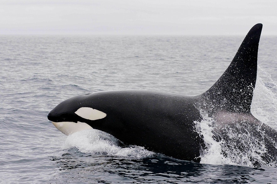 Orcas are the top predator in every ocean
