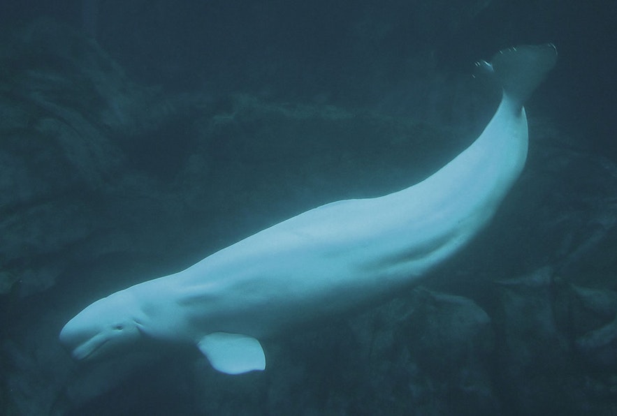 Er leven weinig witte dolfijnen in de buurt van IJsland, maar ze bezoeken deze contreien wel