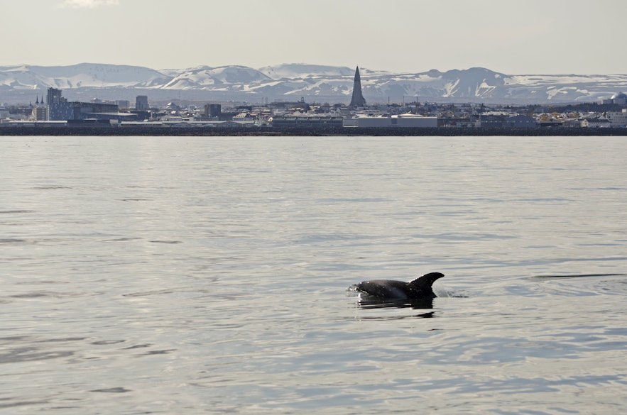 Наблюдение за китами в столице Исландии Рейкьявике