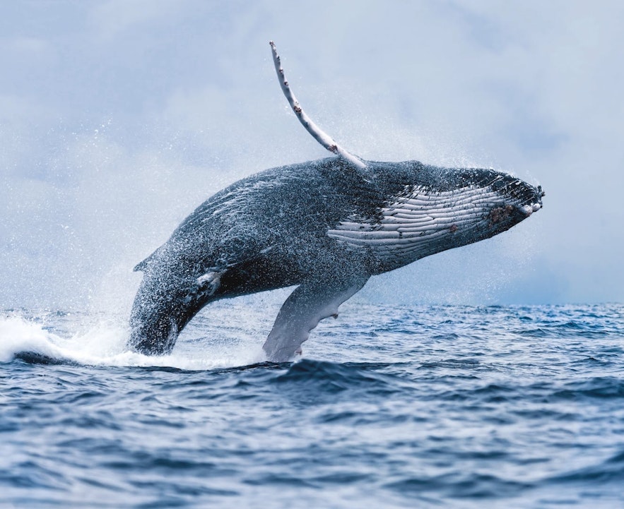 Although they can reach up to 40 metric tonnes, Humpbacks can breach clear of the water