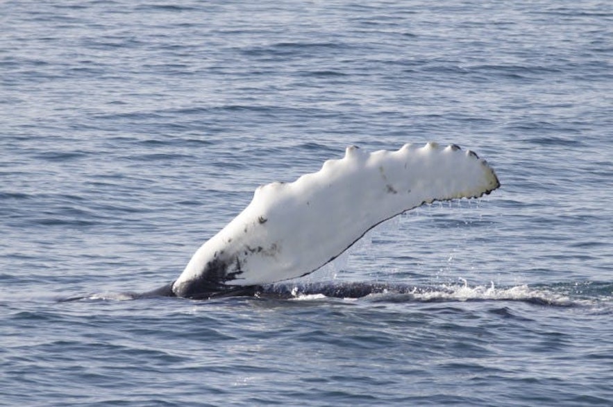Knølhvalen viser ofte den enorme halefinnen på overflaten